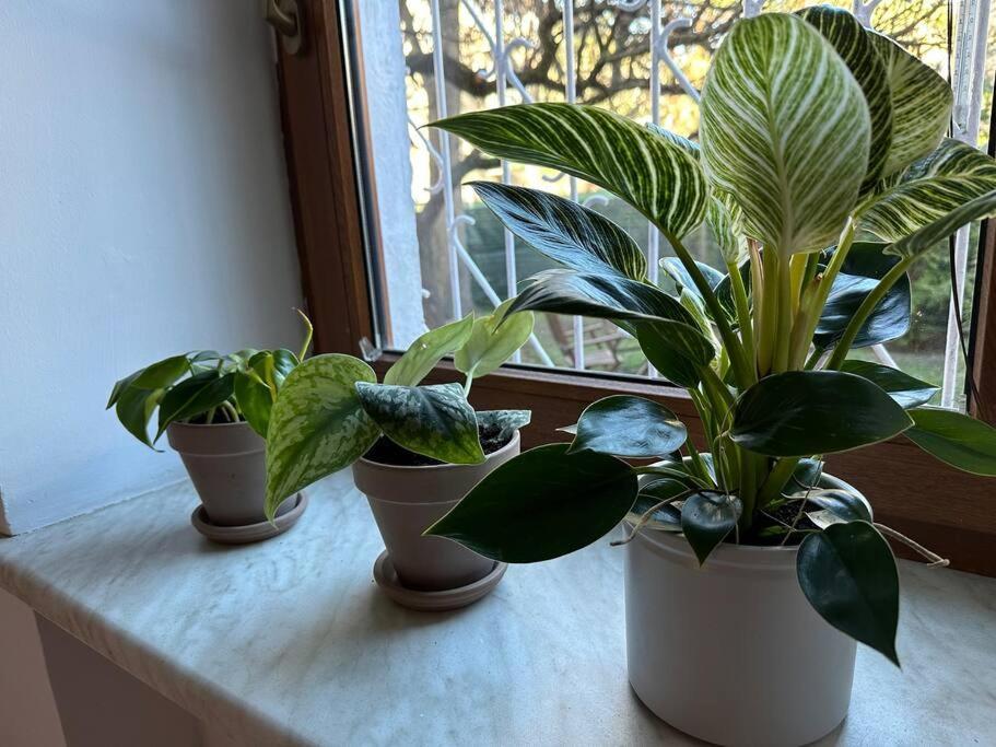 Appartement Stary Mokotow, Z Ogrodkiem à Varsovie Extérieur photo
